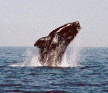 right whale breach